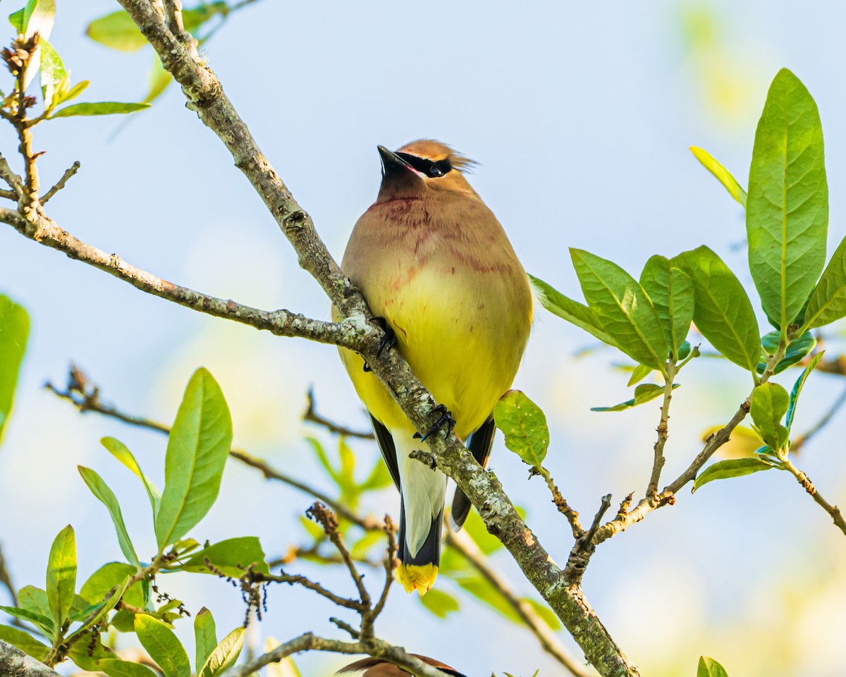 Cedar Waxwing - ML655107094