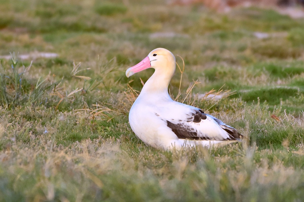 Short-tailed Albatross - ML655107156