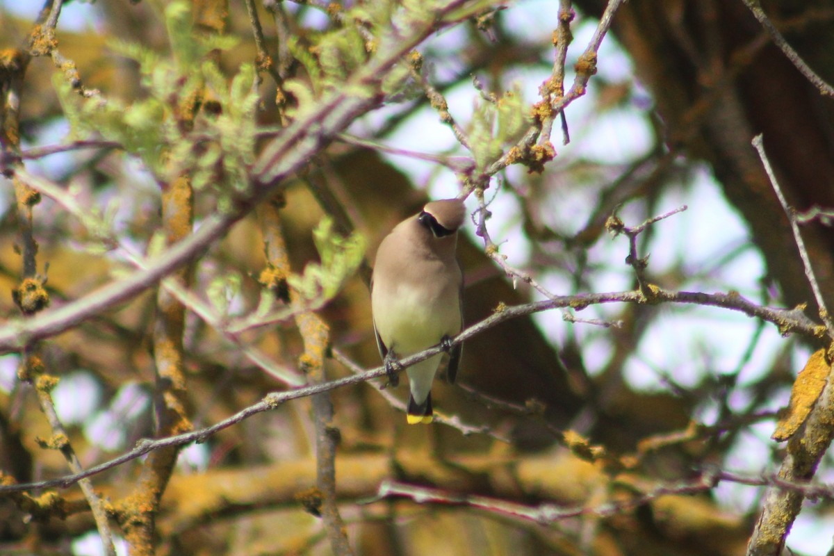 Cedar Waxwing - ML655107337