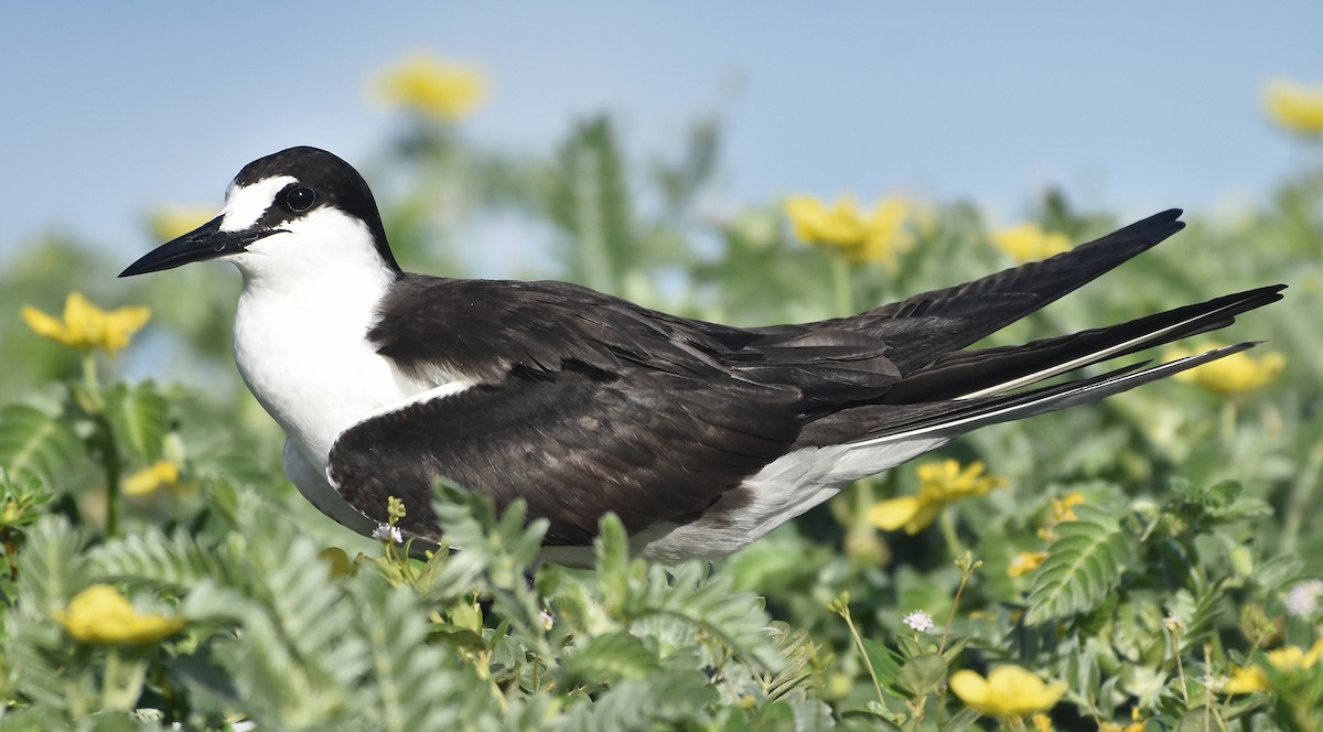 Sooty Tern - ML655107384