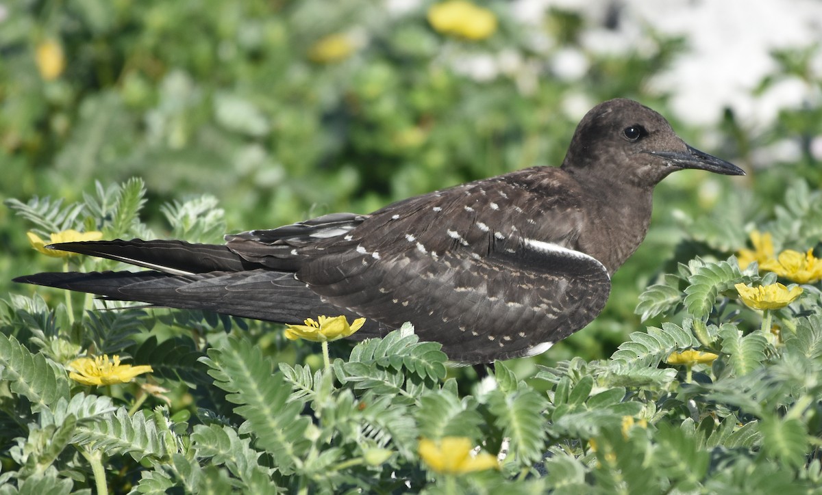 Sooty Tern - ML655107385