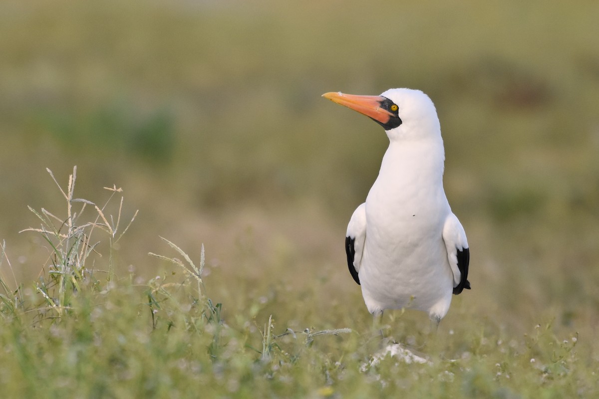 Nazca Booby - ML655107526