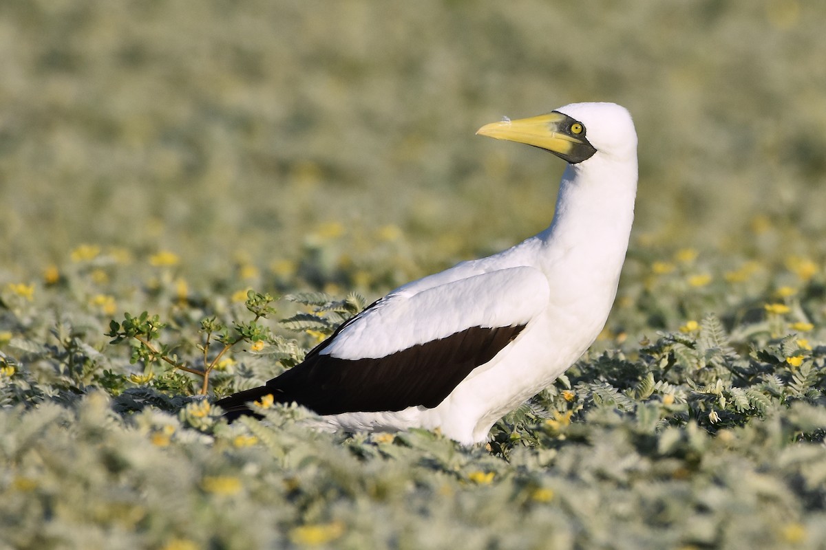 Masked Booby - ML655107548
