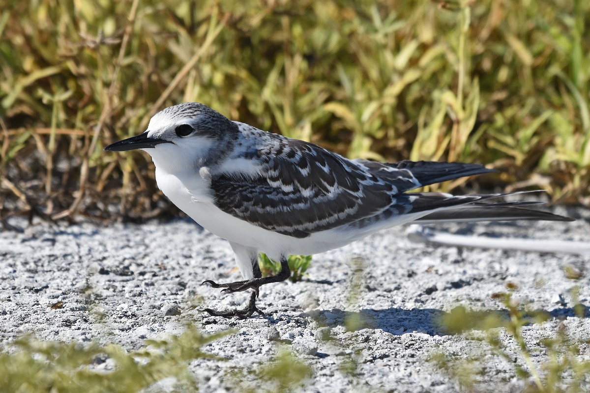 Gray-backed Tern - ML655107680