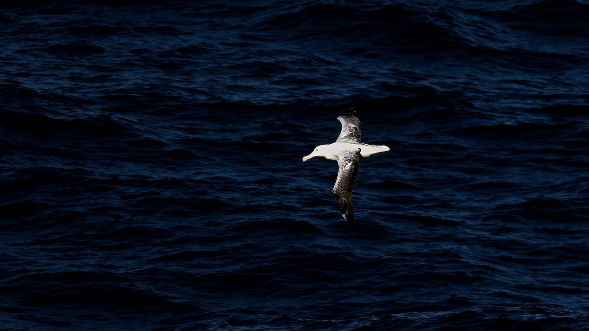 kongealbatross - ML655107717