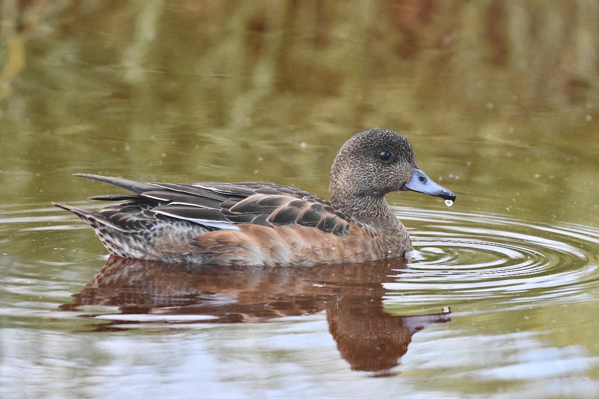 Eurasian Wigeon - ML655107803
