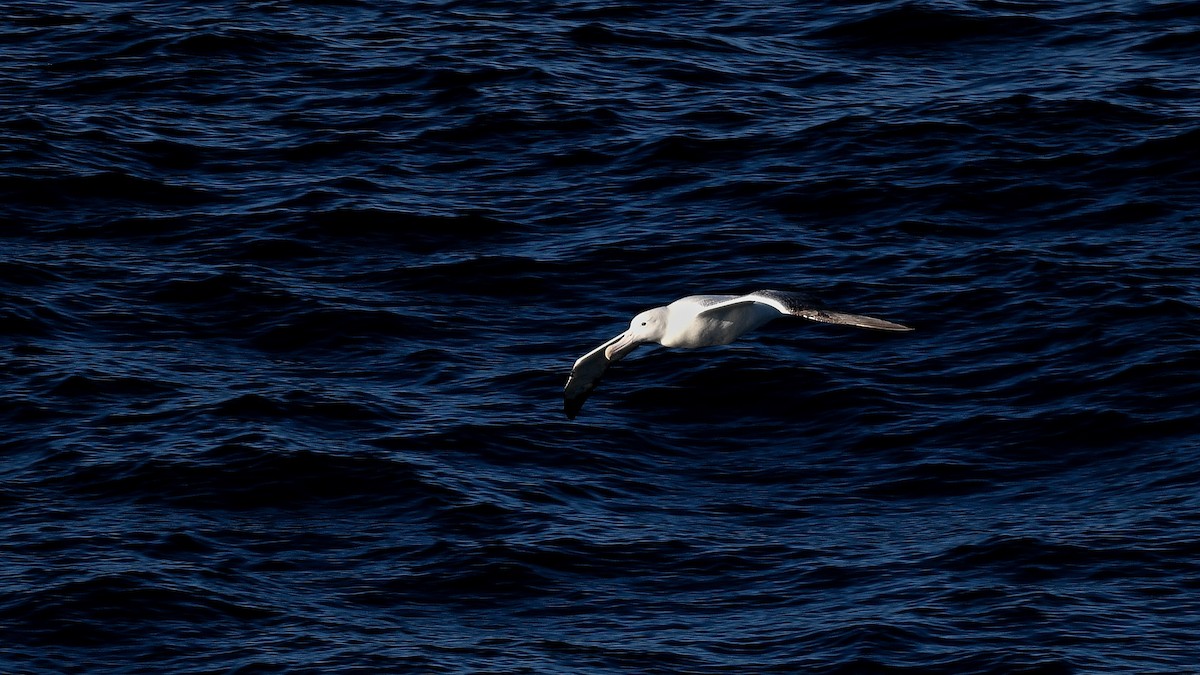 kongealbatross - ML655107920