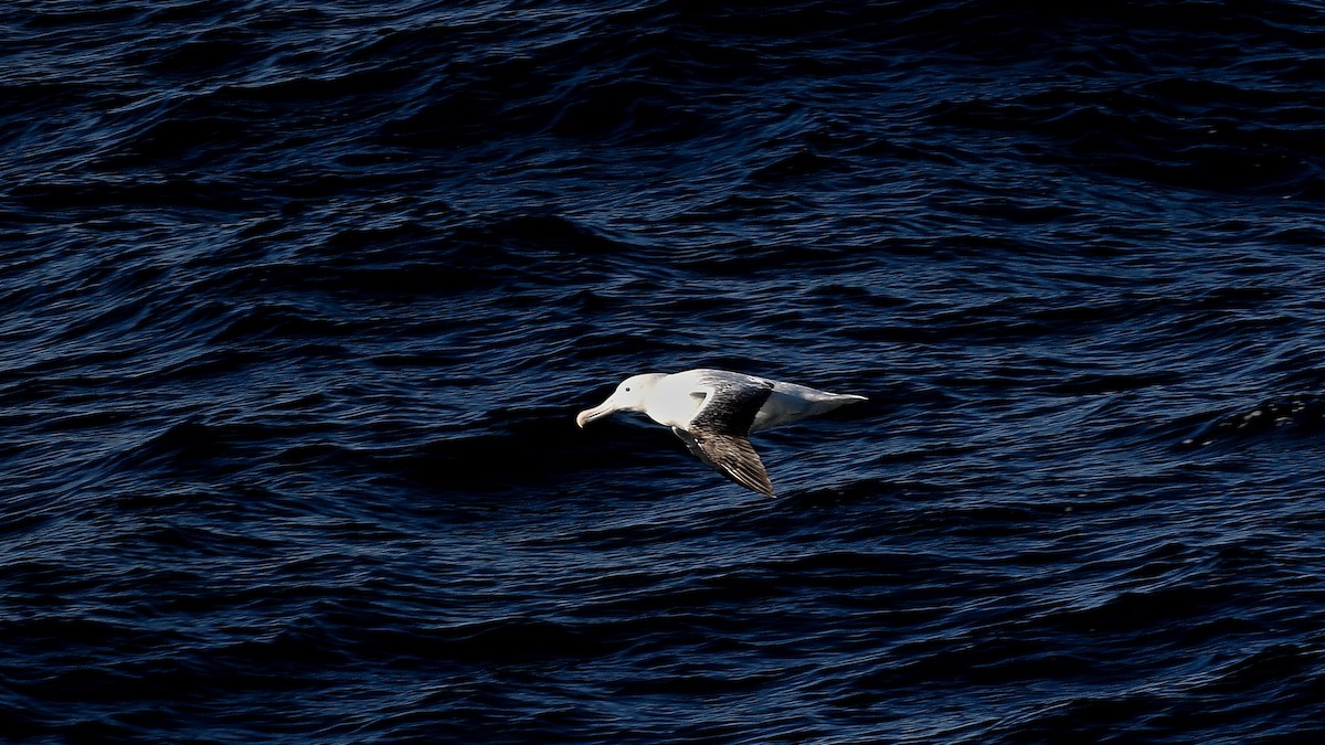kongealbatross - ML655107927