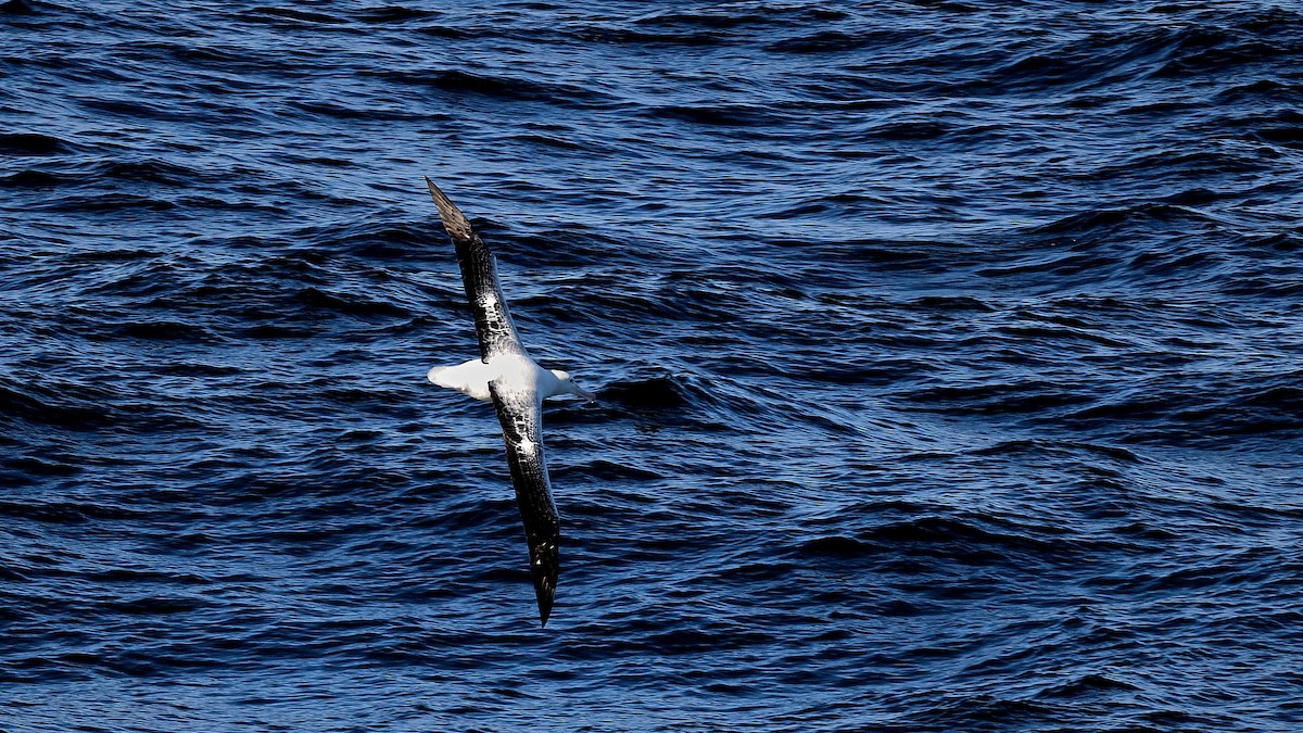 kongealbatross - ML655107931