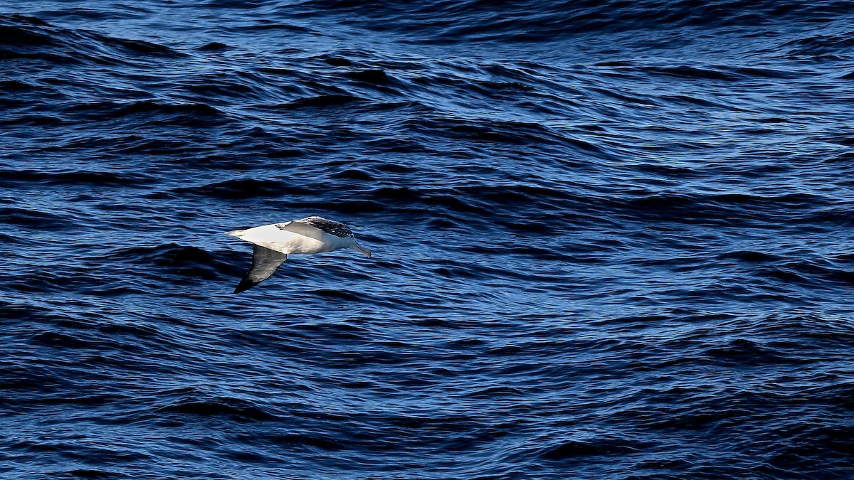 kongealbatross - ML655107973