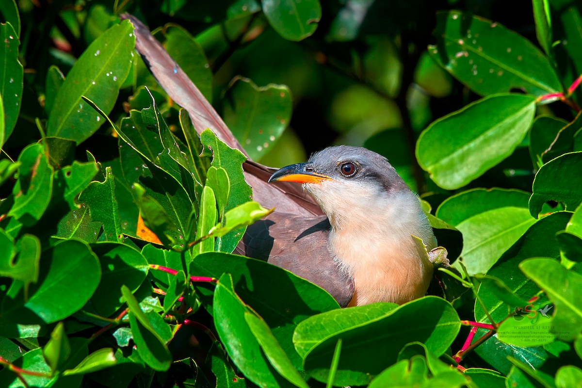 Mangrove Cuckoo - Wendell SJ Reyes