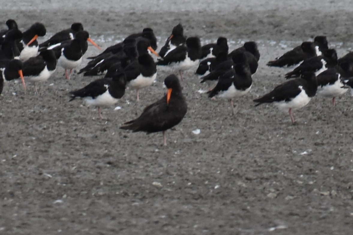 Neuseeland-Austernfischer - ML655108166