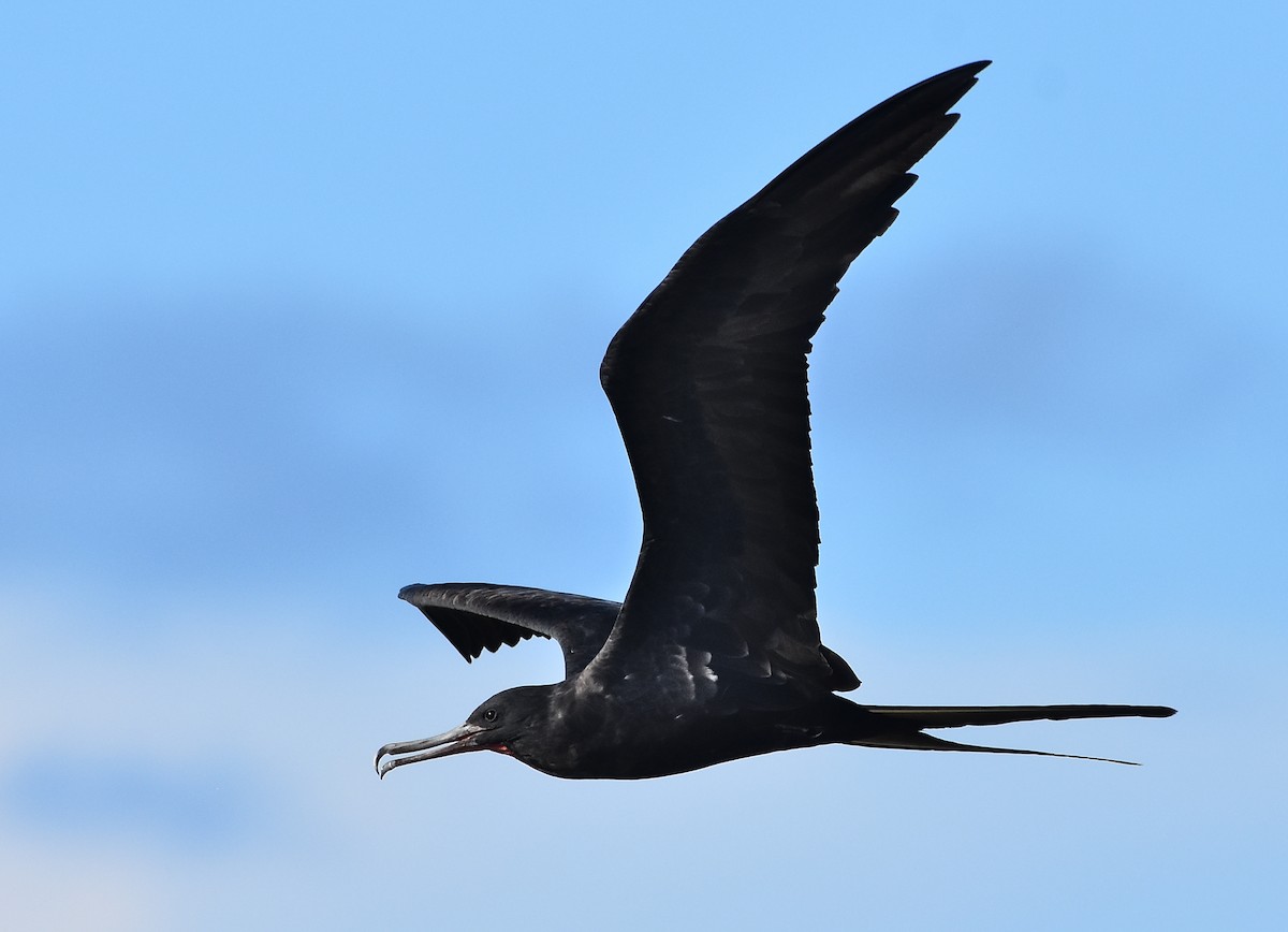 Great Frigatebird - ML655108177