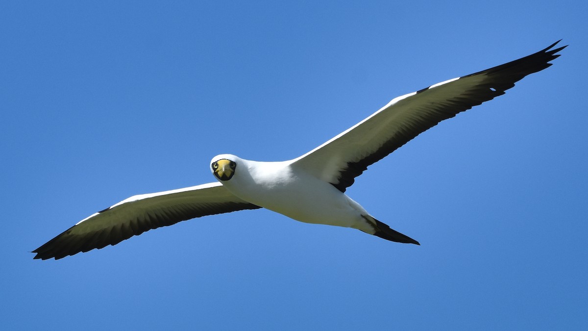 Masked Booby - ML655108295