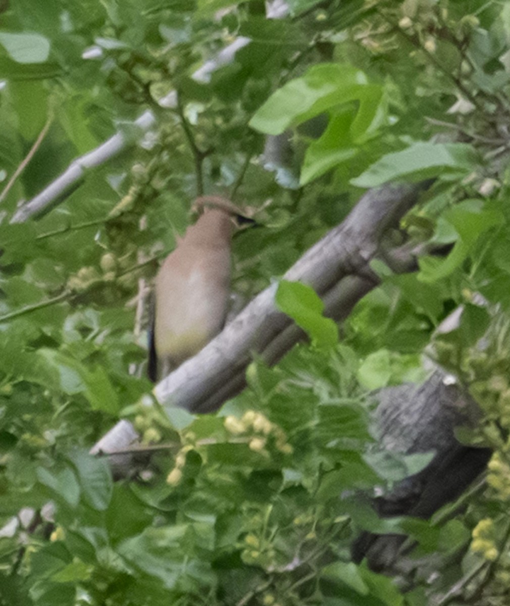 Cedar Waxwing - ML655108322