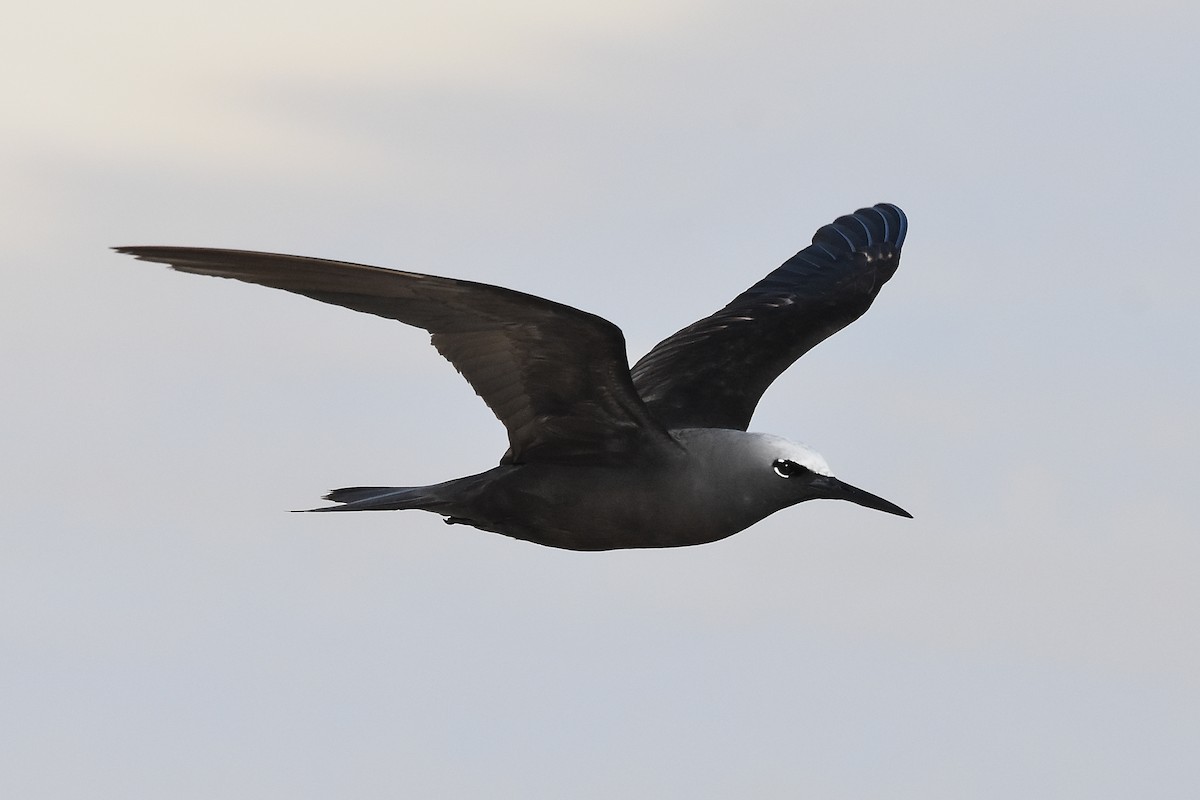 Black Noddy - ML655108664