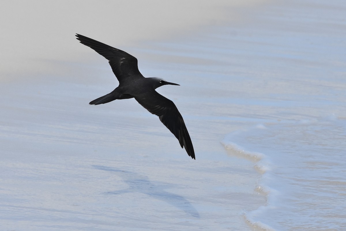 Black Noddy - ML655108747