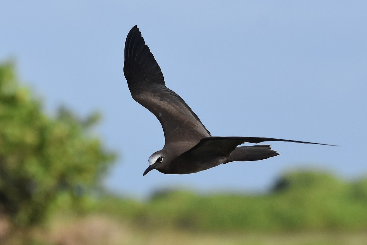 Brown Noddy - ML655108923