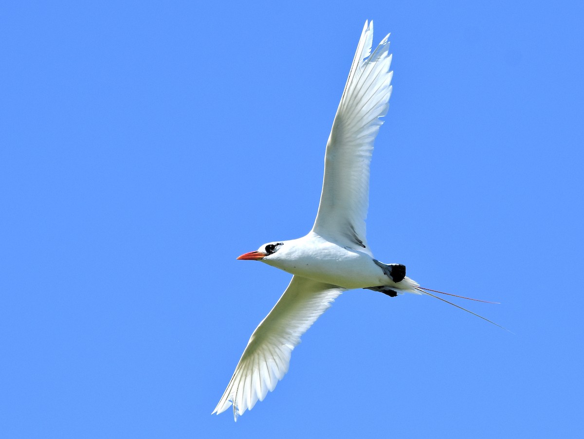 Red-tailed Tropicbird - ML655109079