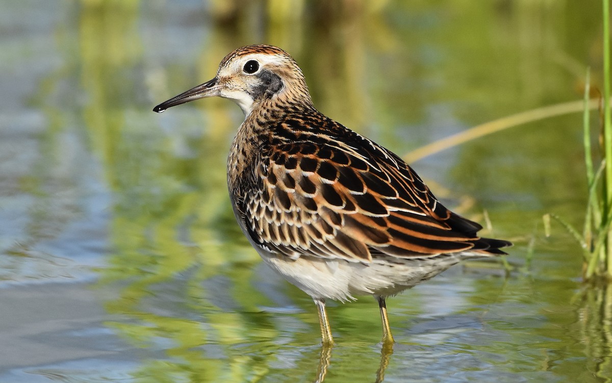 Sharp-tailed Sandpiper - ML655109127