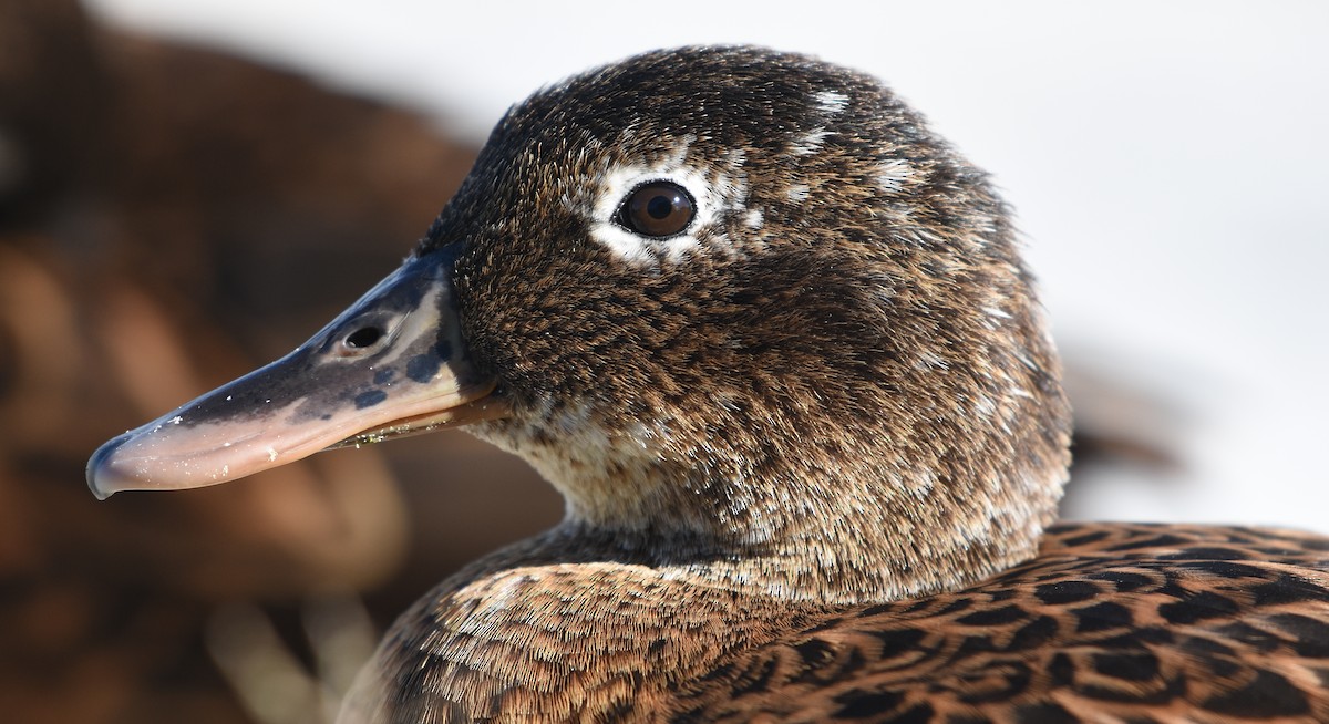 Laysan Duck - ML655109451