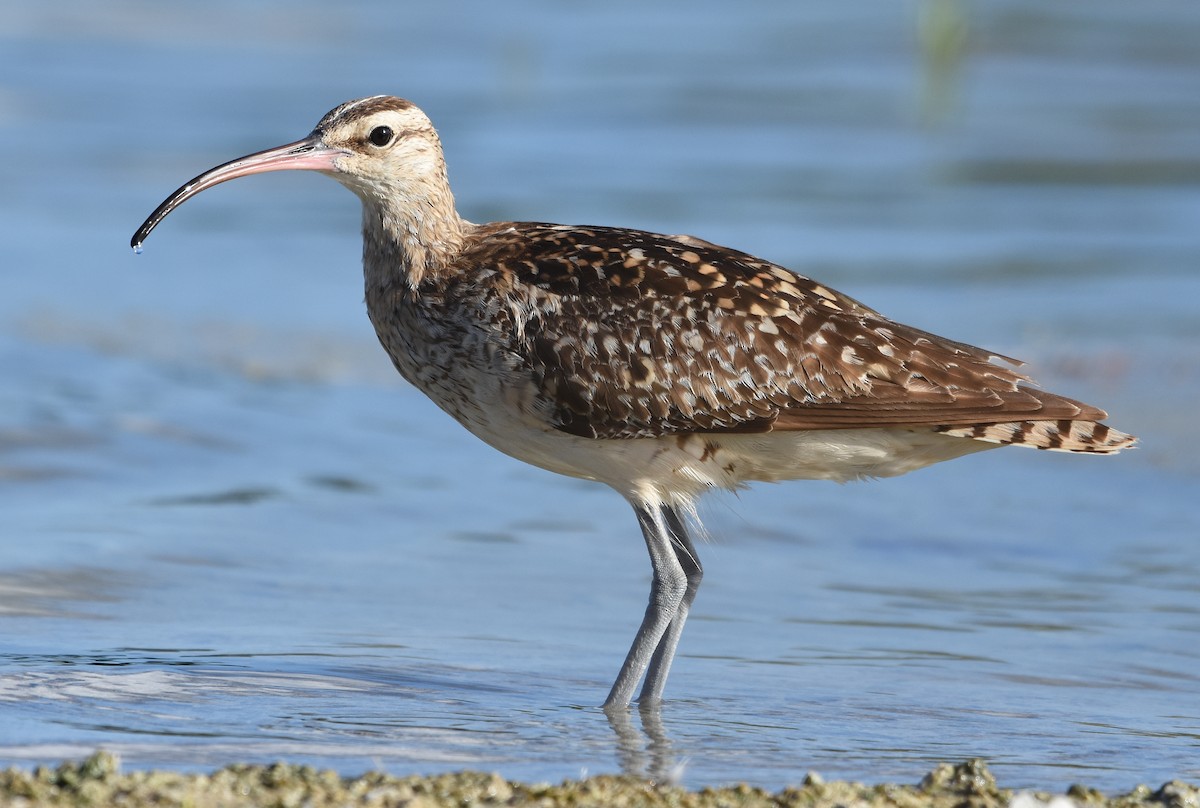 Bristle-thighed Curlew - ML655109485