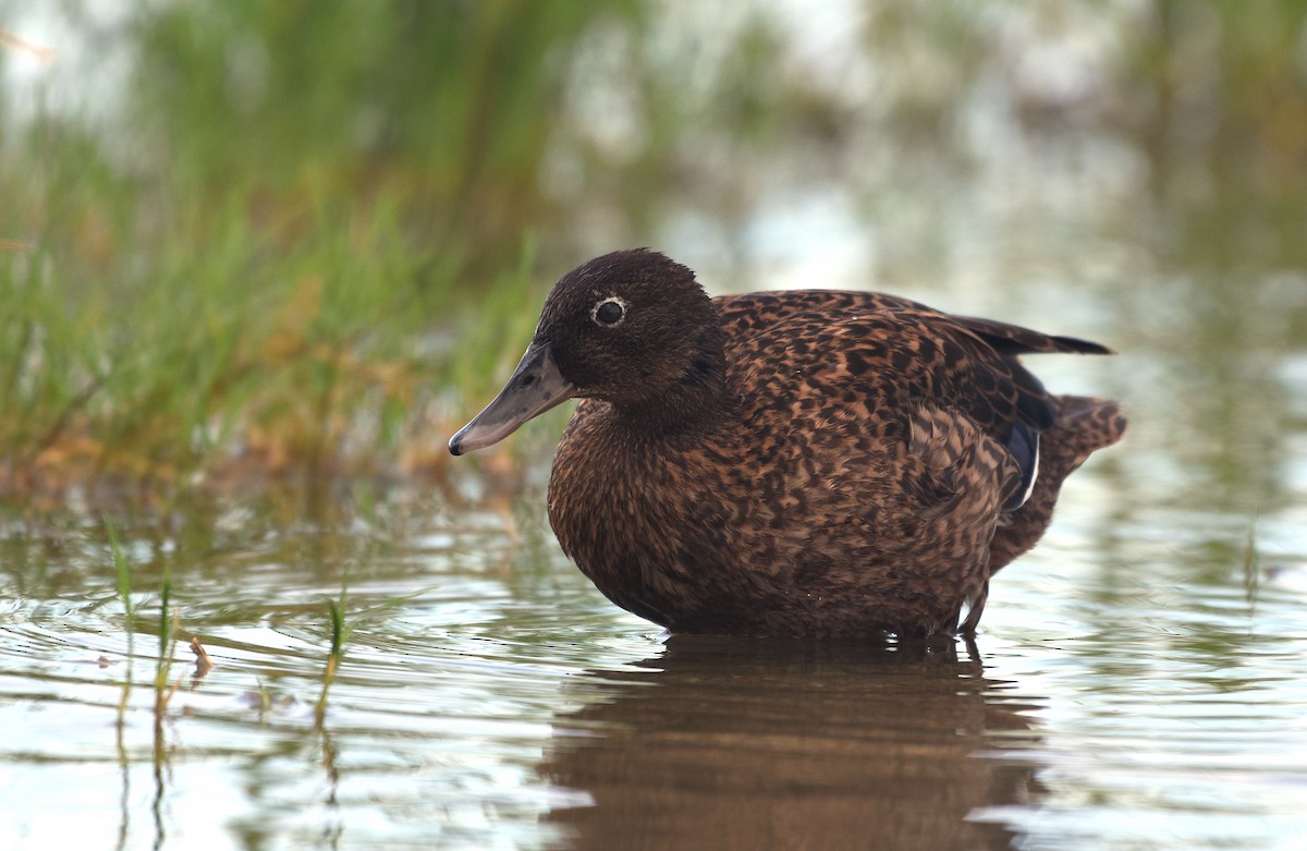 Laysan Duck - ML655109783