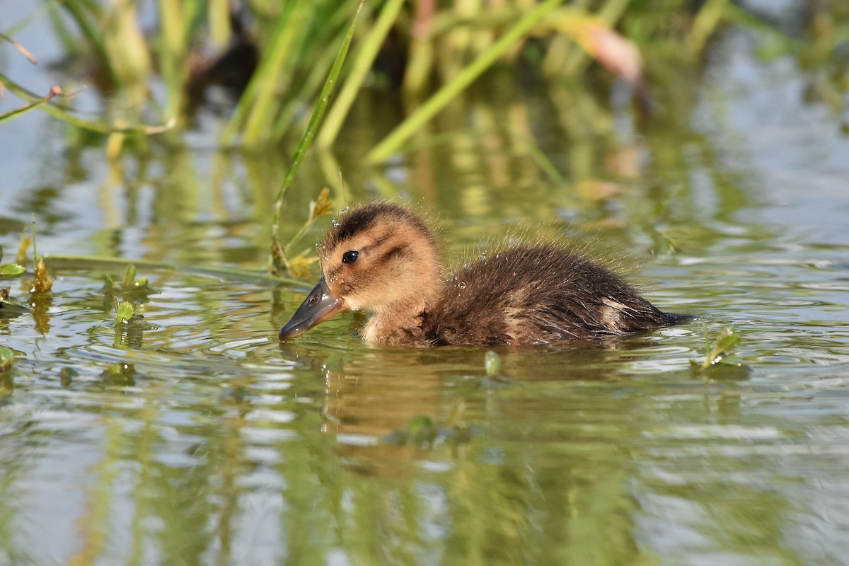 Laysan Duck - ML655109955