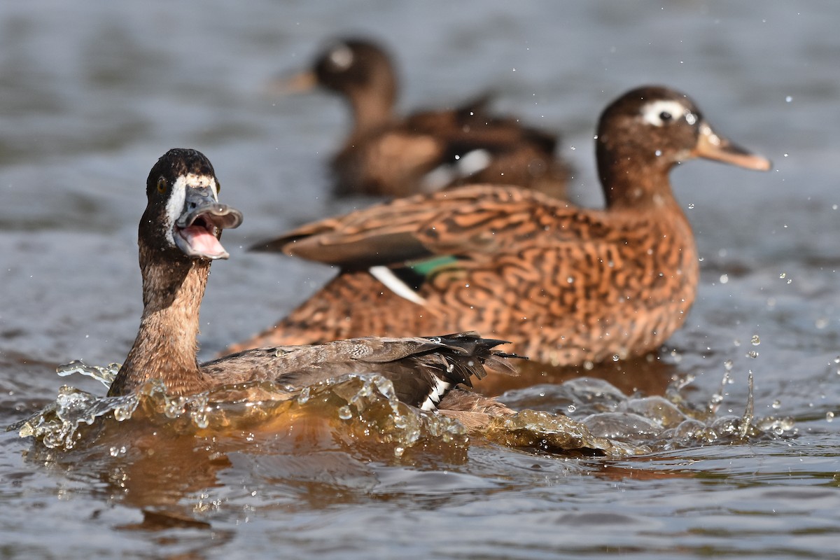 Greater Scaup - ML655110212
