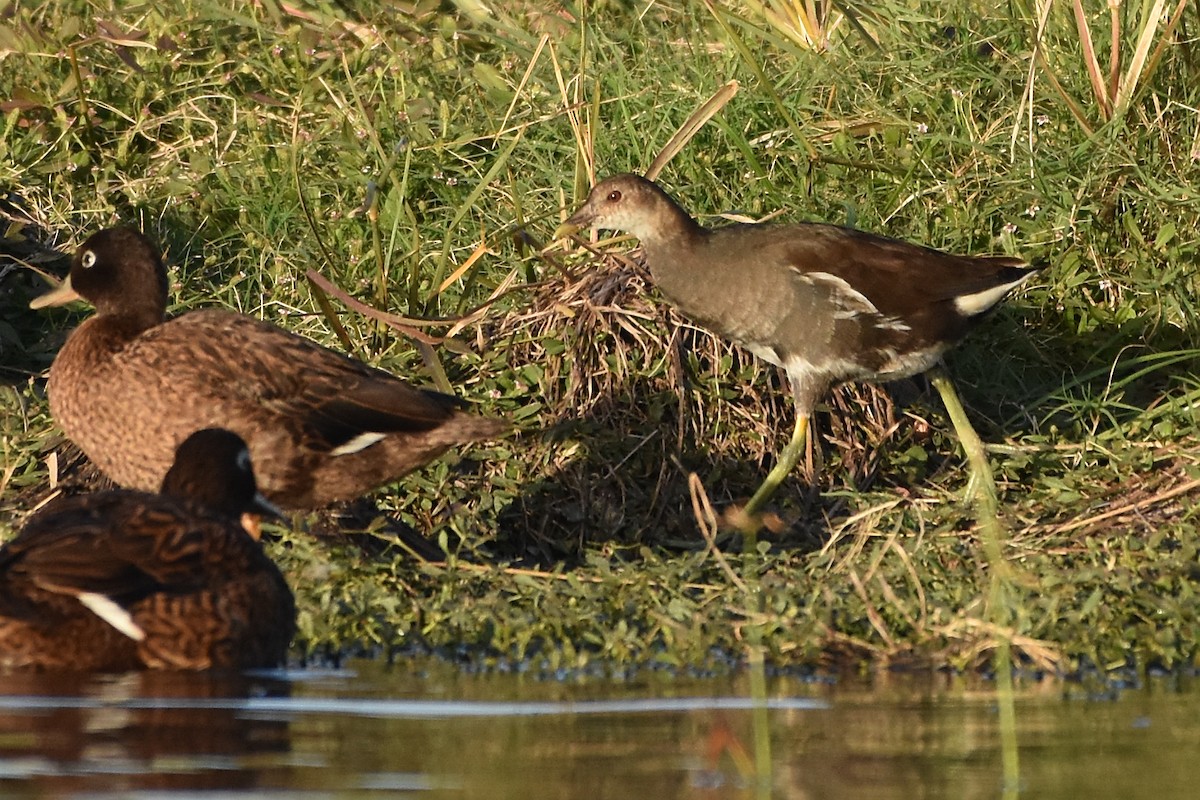 Common Gallinule (American) - ML655110382