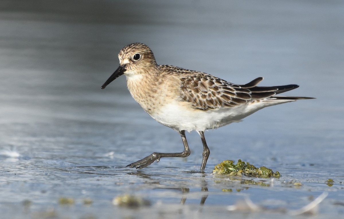 Baird's Sandpiper - ML655110438