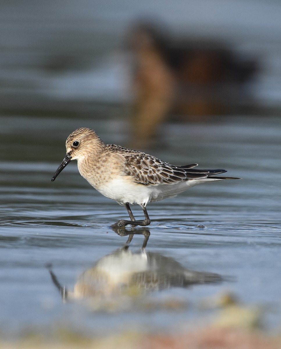 Baird's Sandpiper - ML655110440