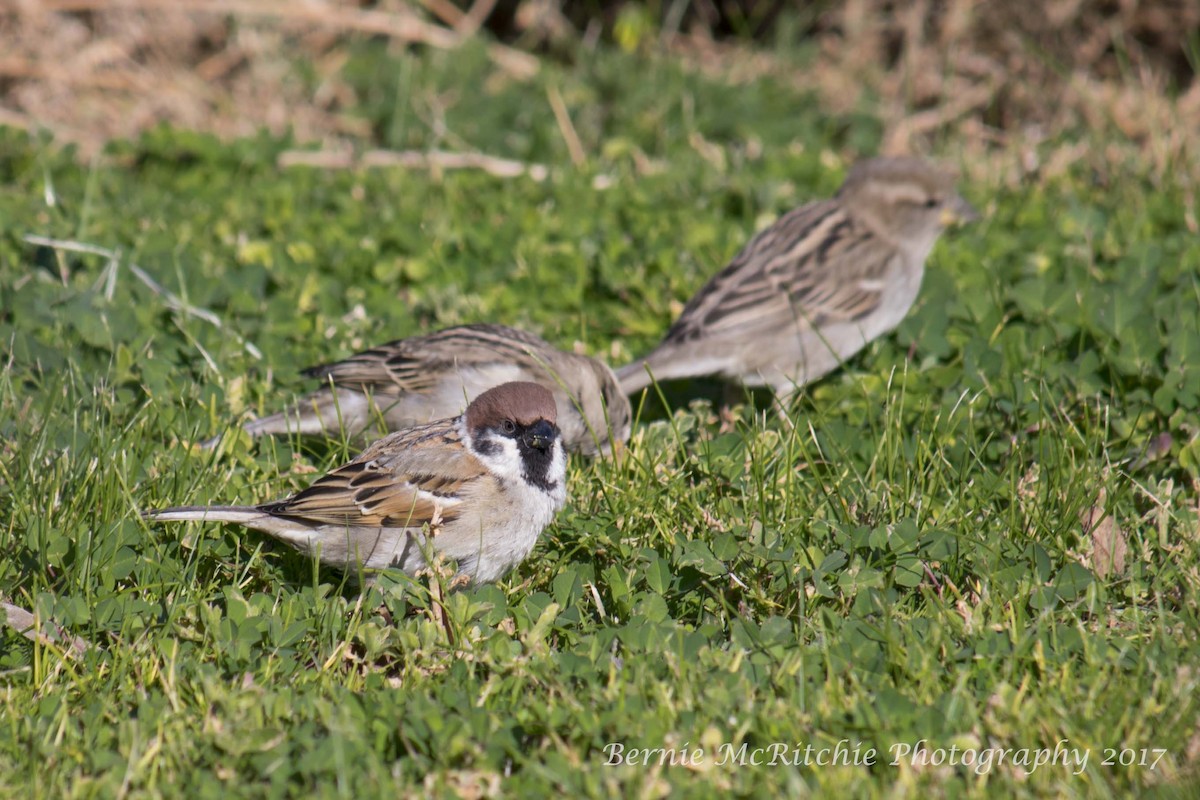Eurasian Tree Sparrow - ML65511081