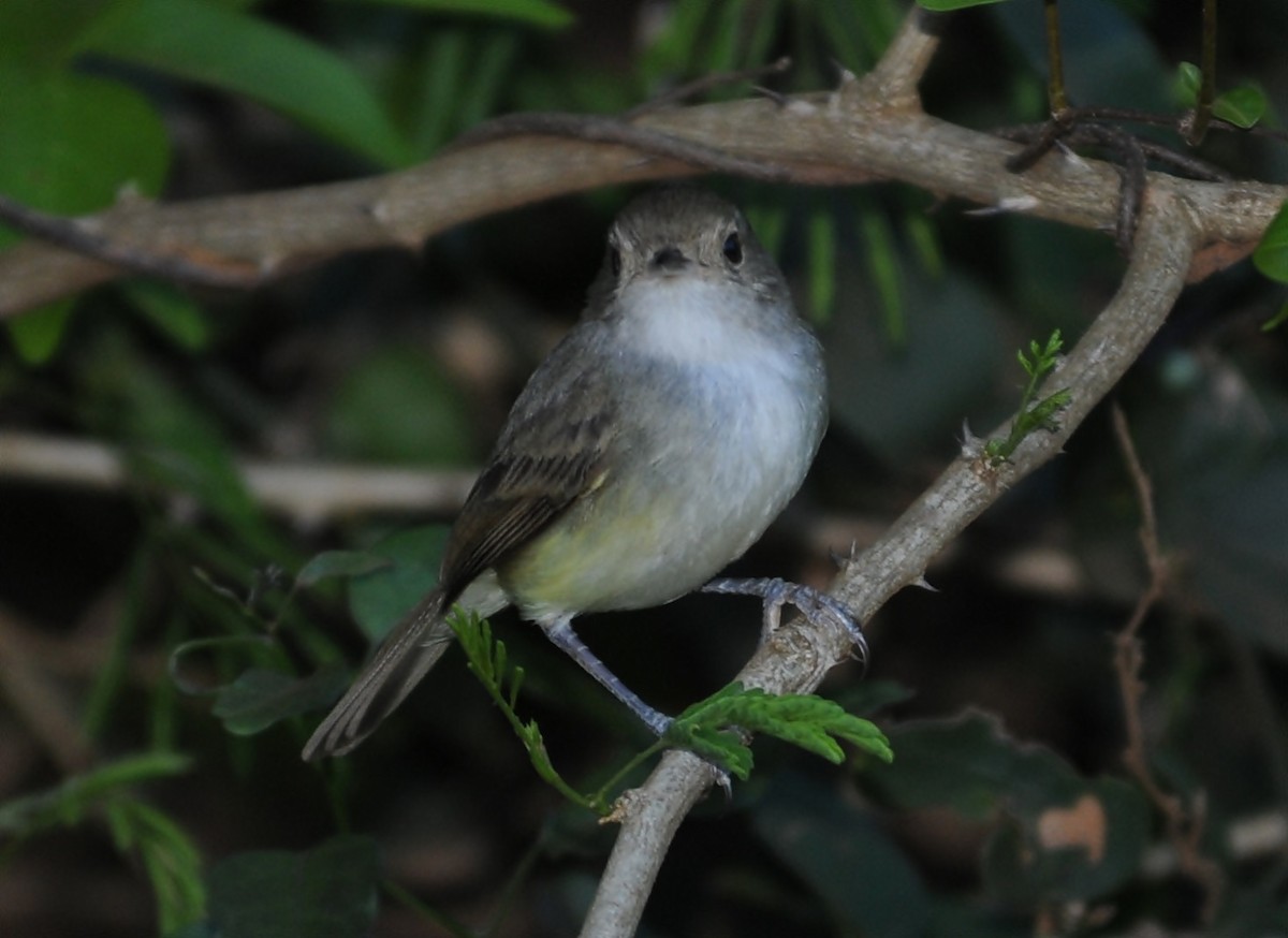 Fulvous-crowned Scrub-Tyrant - ML655111517