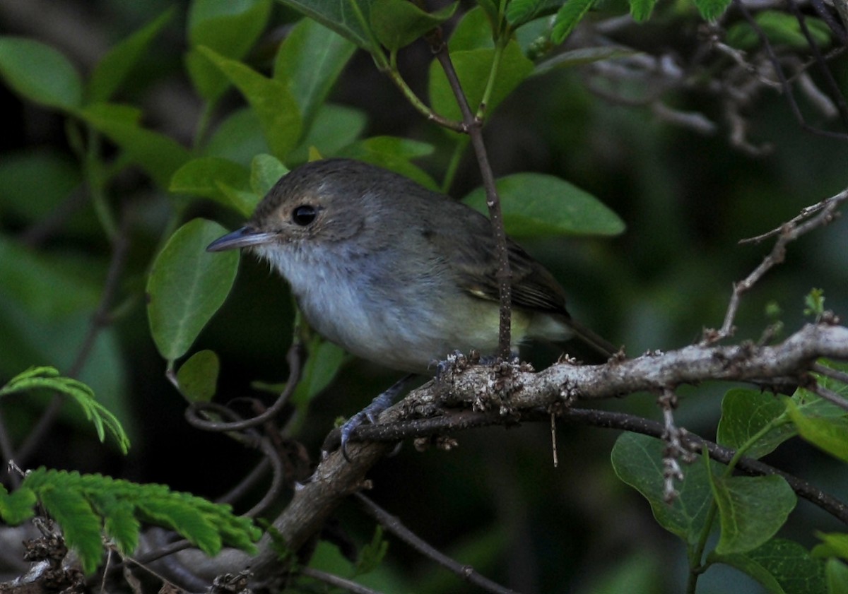Fulvous-crowned Scrub-Tyrant - ML655111524