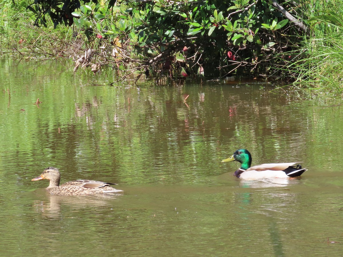 eBird Checklist - 16 Apr 2026 - Rasmussen Ranch - 9 species