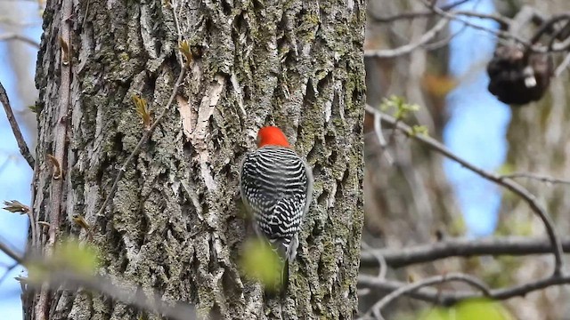 Red-bellied Woodpecker - ML655111910