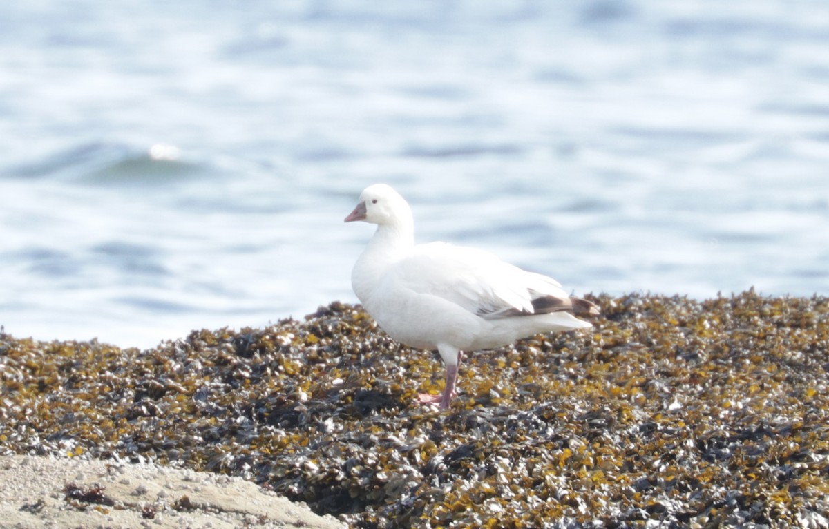 Ross's Goose - ML655113492