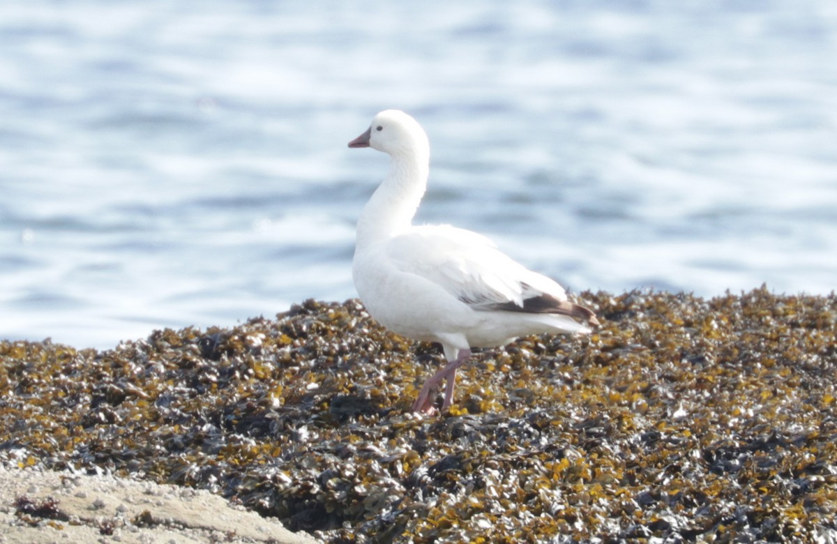Ross's Goose - ML655113493