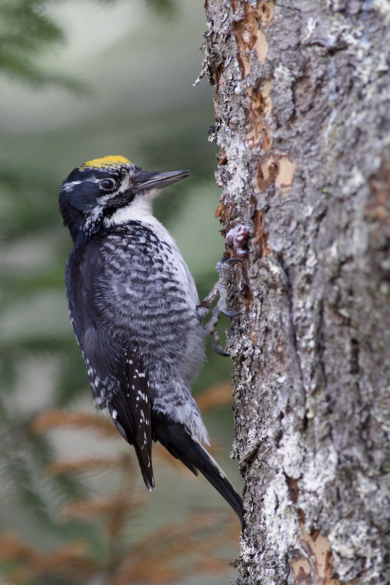 datlík smrkový - ML655113550