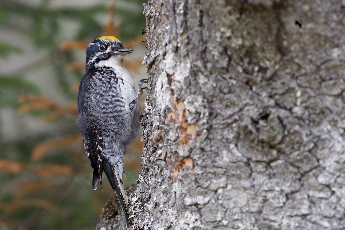 datlík smrkový - ML655113551