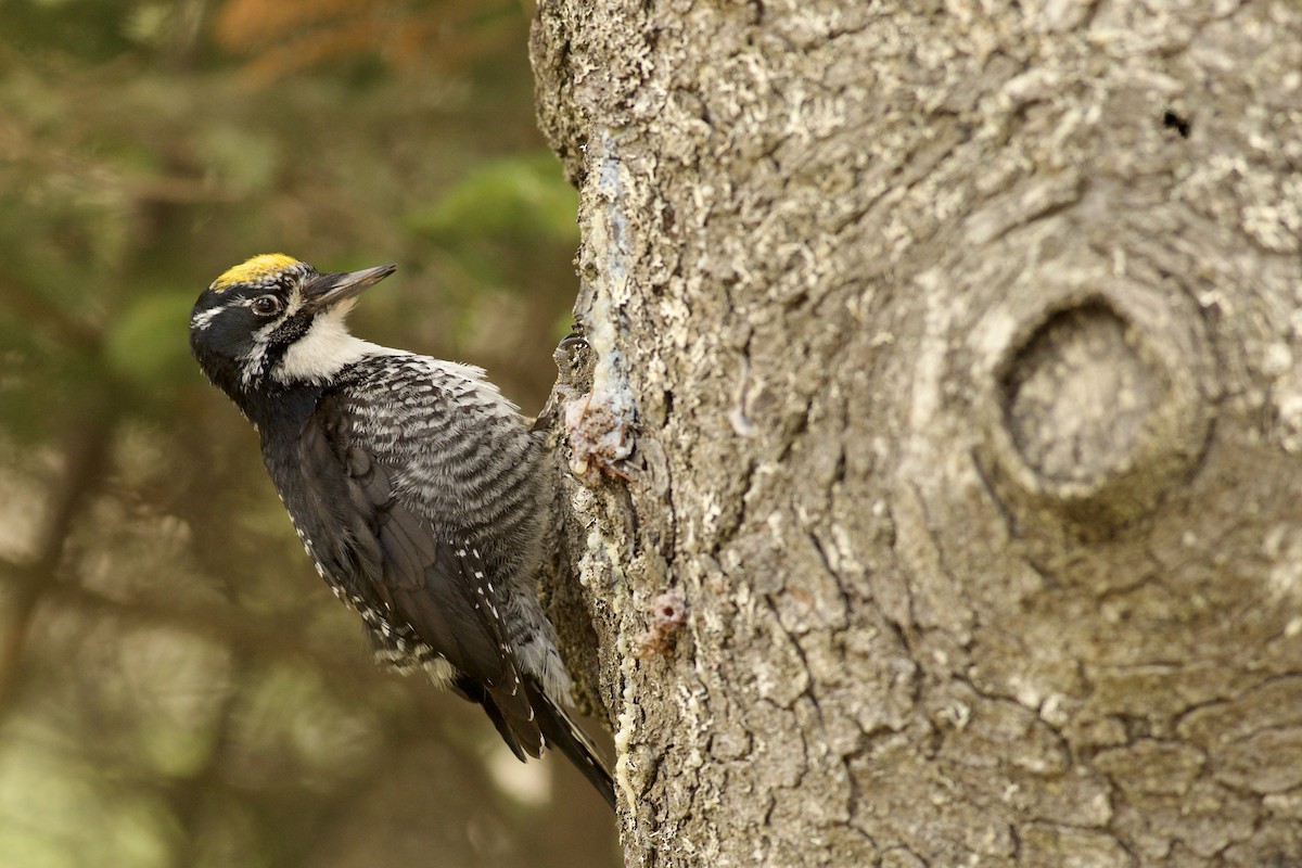 datlík smrkový - ML655113552