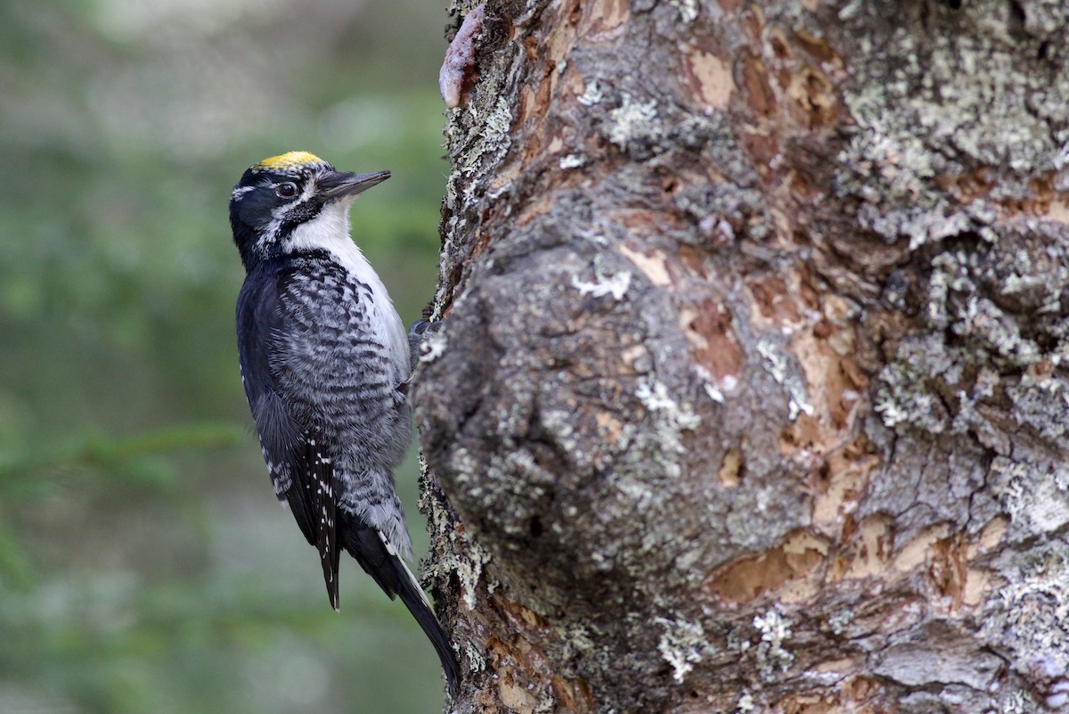 datlík smrkový - ML655113553