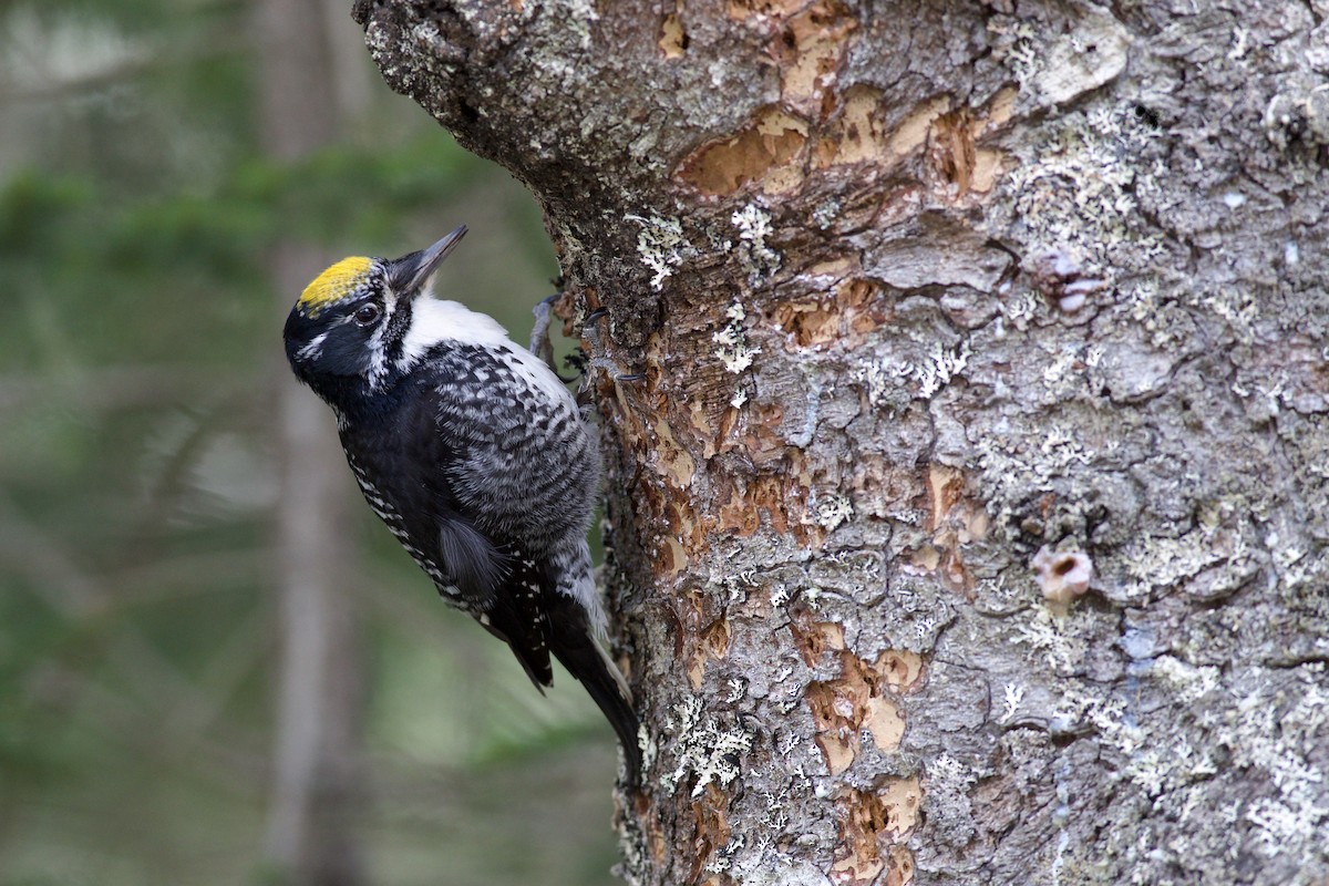 datlík smrkový - ML655113554