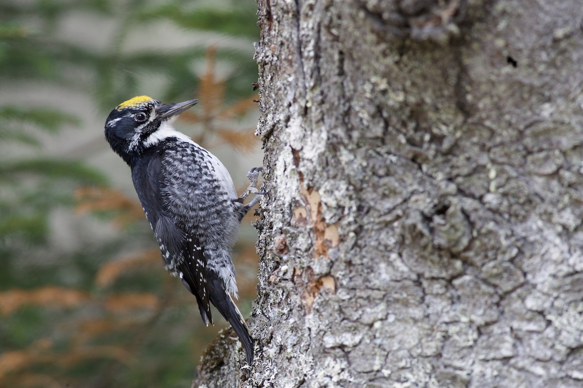 datlík smrkový - ML655113555