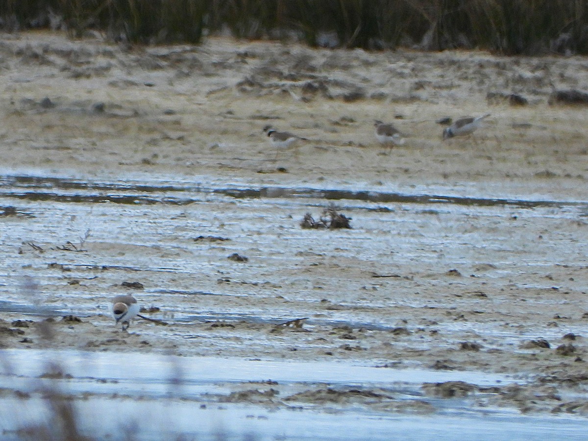 Kentish Plover - ML655114194