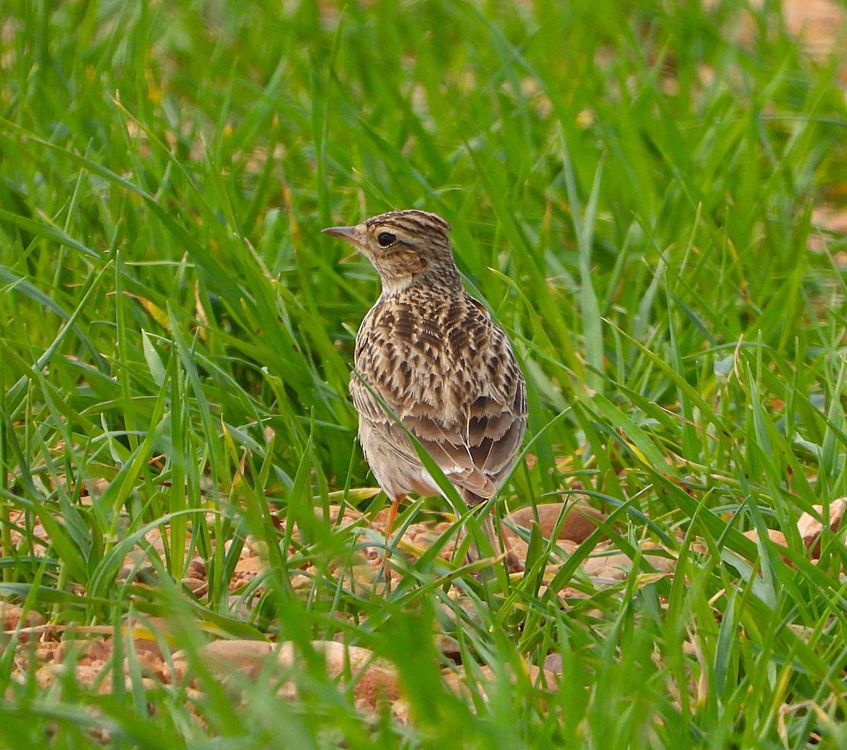 Eurasian Skylark - ML655114216