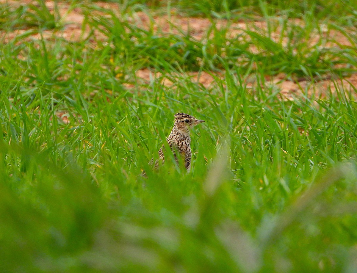 Eurasian Skylark - ML655114218