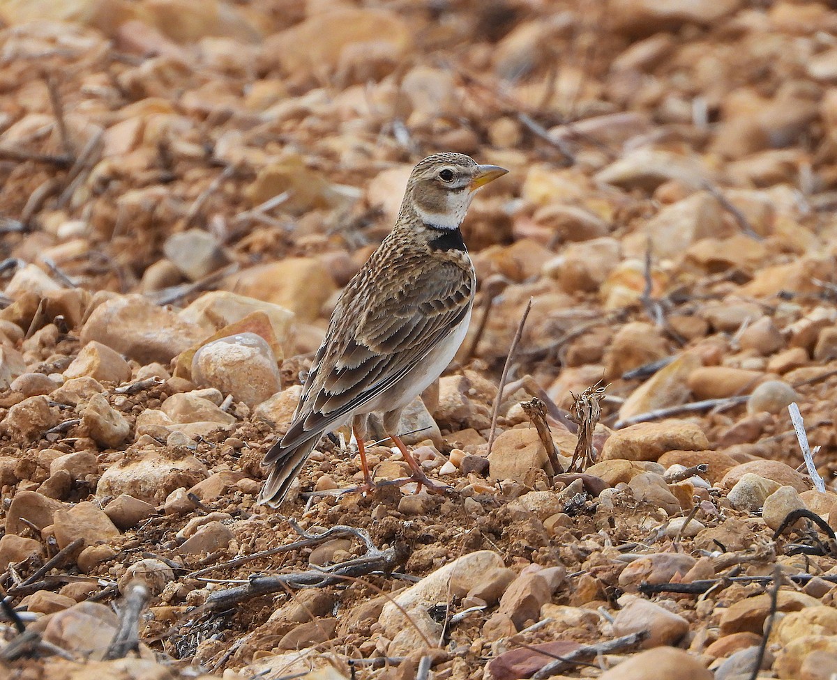 Calandra Lark - ML655114238
