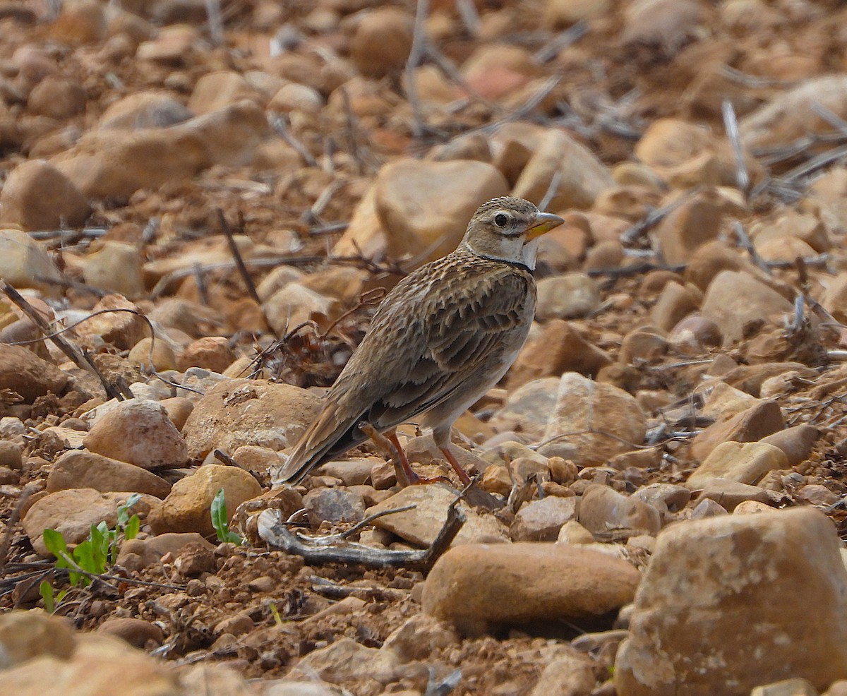 Calandra Lark - ML655114239